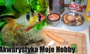 Czym karmić rybki akwariowe zamiast pokarmu - 5 zdrowych alternatyw