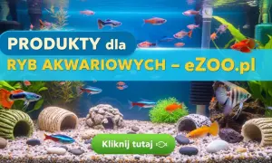 Jak zrobić kryjówki dla rybek, by zapewnić im bezpieczeństwo w akwarium