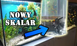 Jakie akwarium dla skalarów? Odkryj idealne warunki dla ryb