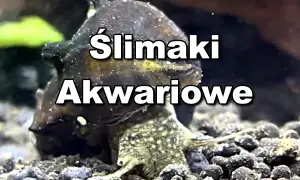 Jak rozmnażają się ślimaki w akwarium - sekrety skutecznego hodowli