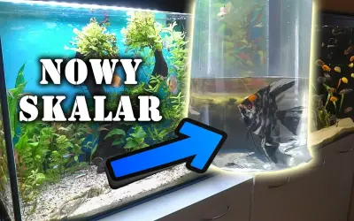 Jakie akwarium dla skalarów? Odkryj idealne warunki dla ryb