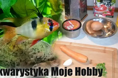 Czym karmić rybki akwariowe zamiast pokarmu - 5 zdrowych alternatyw