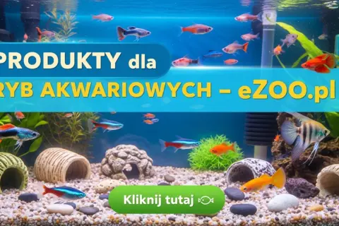 Jak zrobić kryjówki dla rybek, by zapewnić im bezpieczeństwo w akwarium