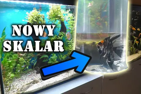 Jakie akwarium dla skalarów? Odkryj idealne warunki dla ryb