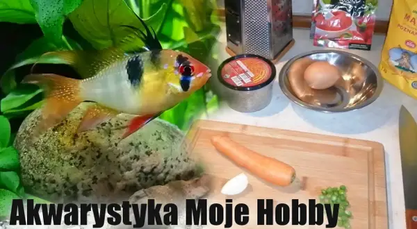 Czym karmić rybki akwariowe zamiast pokarmu - 5 zdrowych alternatyw