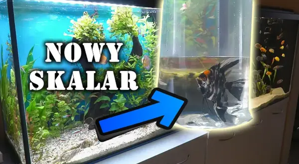 Jakie akwarium dla skalarów? Odkryj idealne warunki dla ryb