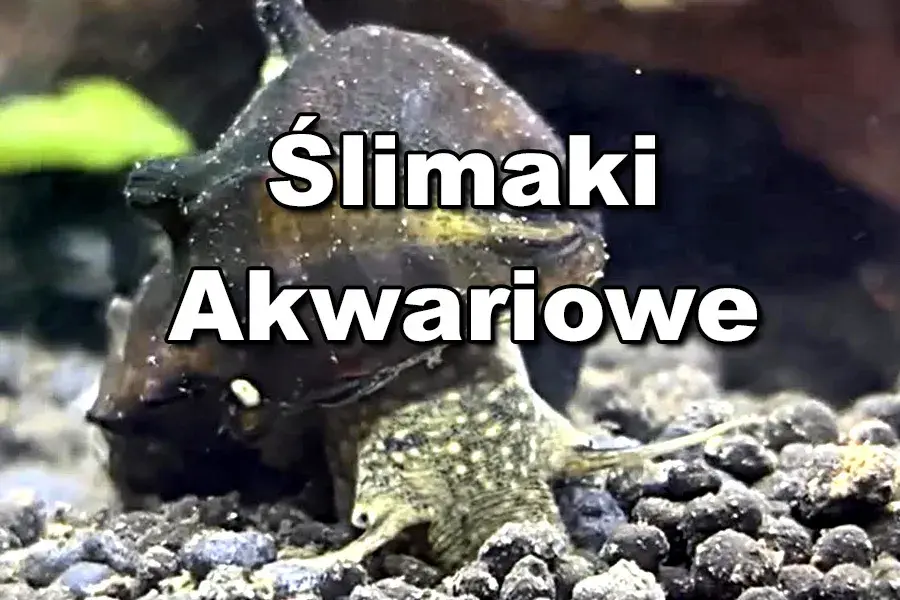 Jak rozmnażają się ślimaki w akwarium - sekrety skutecznego hodowli