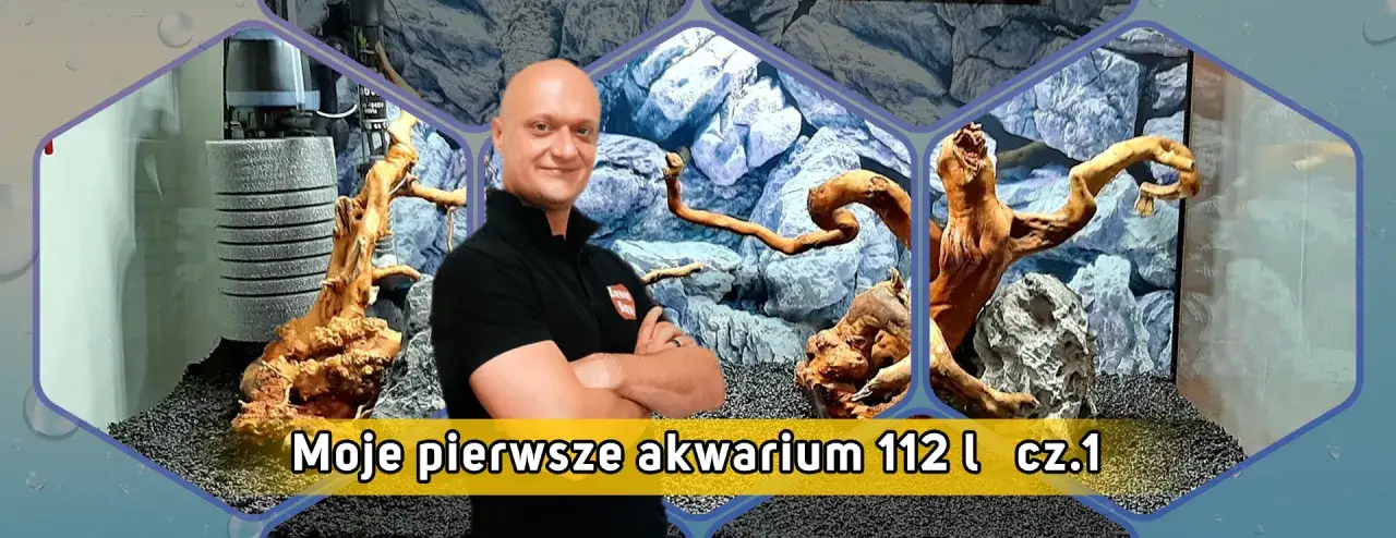 Zdjęcie Jakie rybki do akwarium 112l - najlepsze gatunki i ich wymagania